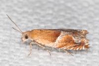 Ancylis comptana