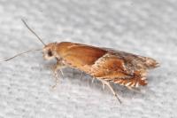 Ancylis comptana