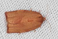 Cacoecimorpha pronubana