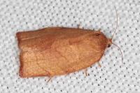 Cacoecimorpha pronubana