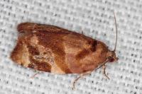 Ditula angustiorana