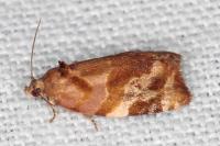 Ditula angustiorana