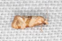 Phalonidia contractana
