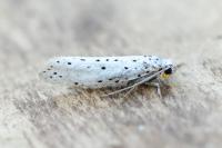 Yponomeuta