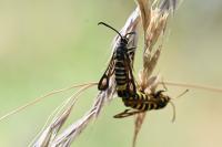 Bembecia ichneumoniformis