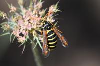Bembecia ichneumoniformis
