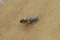 Phyllonorycter