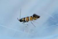 Phyllonorycter klemannella