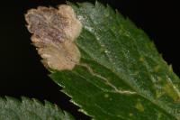 Stigmella plagicolella