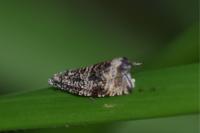Celypha lacunana