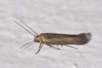 Scythris