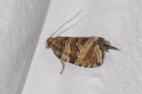 Celypha rivulana