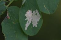 Parectopa robiniella