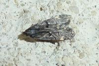 Dichomeris alacella