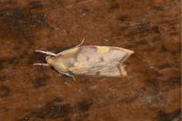 Carcina quercana