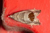 Notocelia uddmanniana