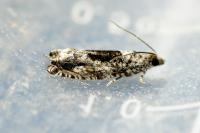 Epinotia nisella