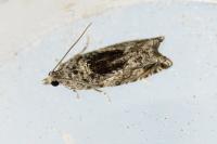 Epinotia nisella