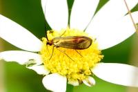 Nemophora cupriacella