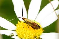 Nemophora cupriacella