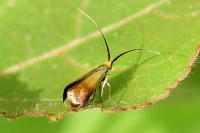 Nemophora cupriacella