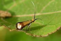 Nemophora cupriacella