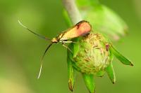 Nemophora cupriacella