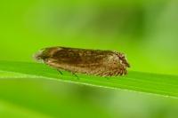 Eucosma hohenwartiana