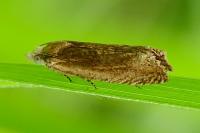 Eucosma hohenwartiana