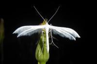 Pterophorus pentadactylus