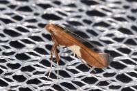 Caloptilia stigmatella