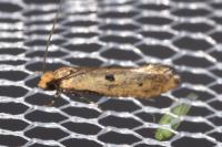 Tinea trinotella