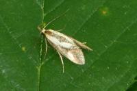 Harpella forficella