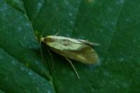 Harpella forficella