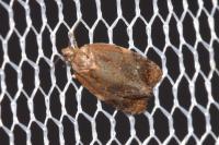Ditula angustiorana