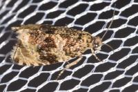 Celypha lacunana