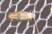 Bucculatrix bechsteinella