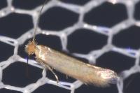 Bucculatrix cristatella