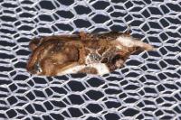 Acleris cristana