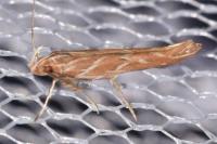 Pyroderces argyrogrammos