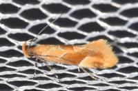 Epicallima formosella