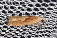 Eucosma gr. cana