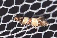 Goidanichiana jourdheuillella
