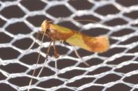 Caloptilia alchimiella