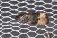 Metendothenia atropunctana