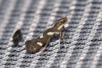 Calybites phasianipennella