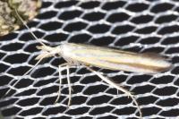 Coleophora conspicuella