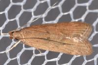 Helcystogramma lutatella