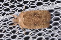 Agonopterix ciliella/heracliana
