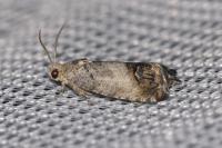 Cydia splendana
